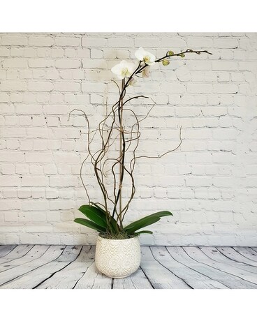 Classic Phalaenopsis orchid plant Flower Arrangement