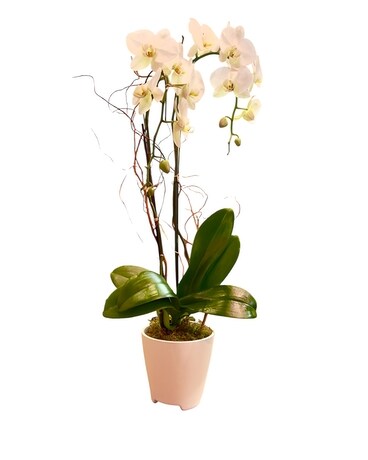 Classic Phalaenopsis Orchid Plant in St. Louis MO - Alex Waldbart