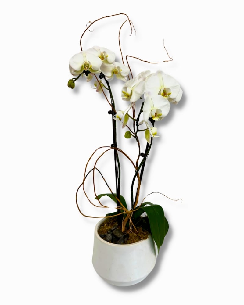 Mary Tuttle's Orchid Plant in Chesterfield MO - Mary Tuttle's Flowers