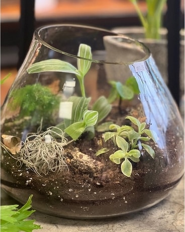 Open Terrarium Plant