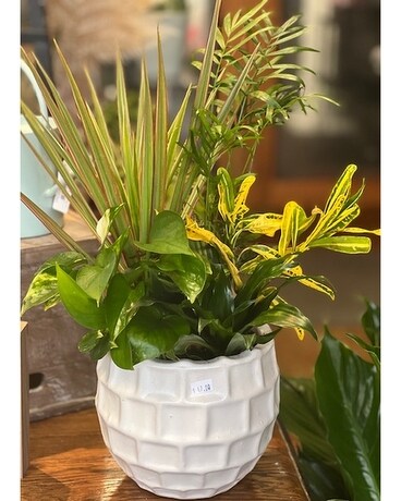 Medium Dish Garden Plant