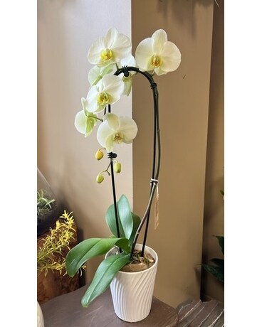 Orchid Plant Plant