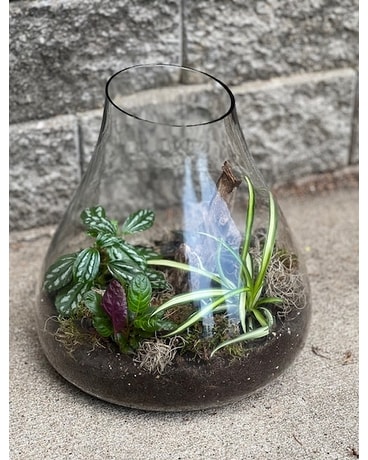 Open Terrarium - Large Plant