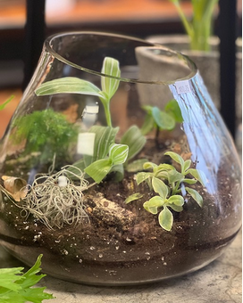Open Terrarium Plant