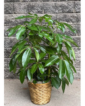 Umbrella Plant (Amante Schefflera) Plant