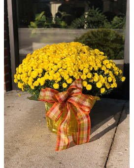 FALL MUM Plant