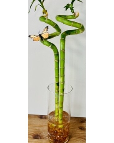 Lucky Bamboo Plant