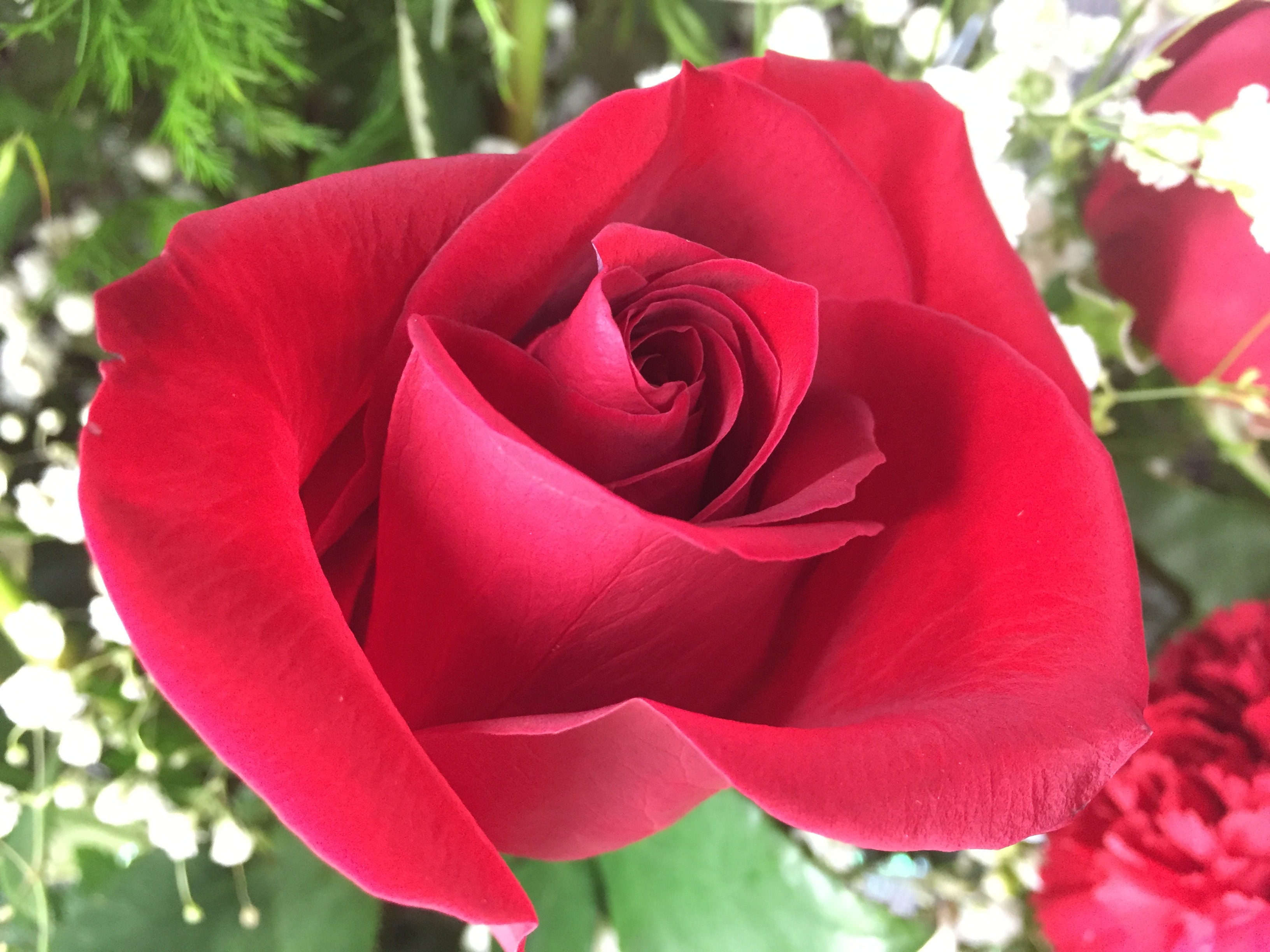 Concord Florist Flower Delivery by D. Mcleod, Inc., Florist