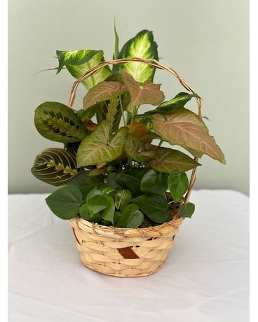 Dish Garden Basket Plant