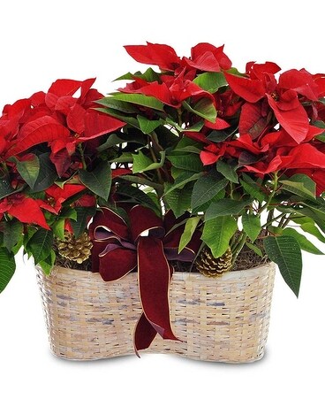 Merry Poinsettia Double Basket Flower Arrangement