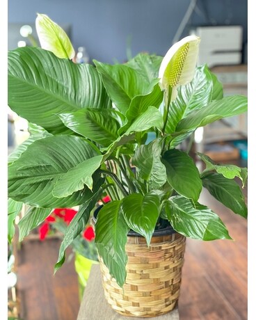 Big Happiness Flower Arrangement