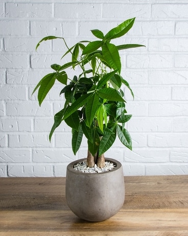 Money Tree Flower Arrangement