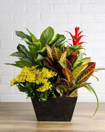 Standard size, 25 inches height and 14 inches wide.