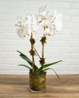 Glass Vase size, 30 inches height and 5 inches wide.