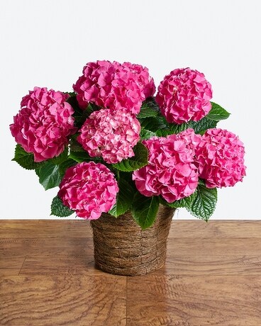 Hydrangea Basket Flower Arrangement