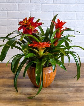 Planter size, 18 inches height and 18 inches wide.