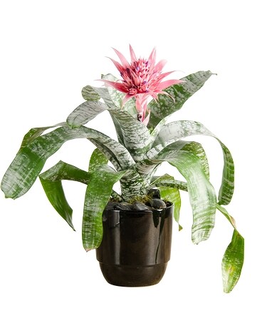 Bromeliad Planter Flower Arrangement