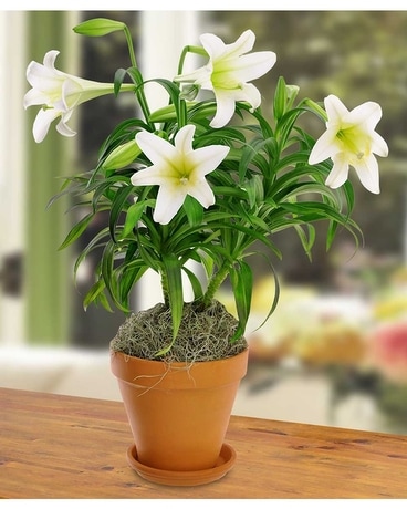 Easter Lily Plant Flower Arrangement