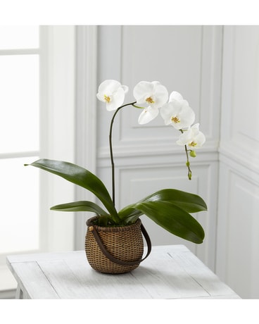 White Phalaenopsis Orchid