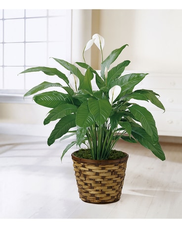 Spathiphyllum