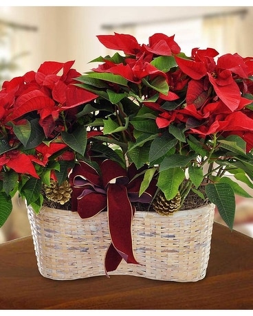 Merry Poinsettia Double Basket Flower Arrangement