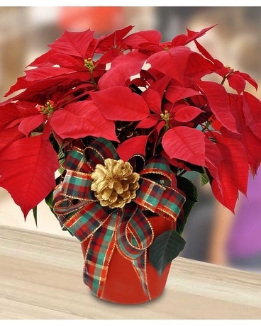 Poinsettia Plant Flower Arrangement