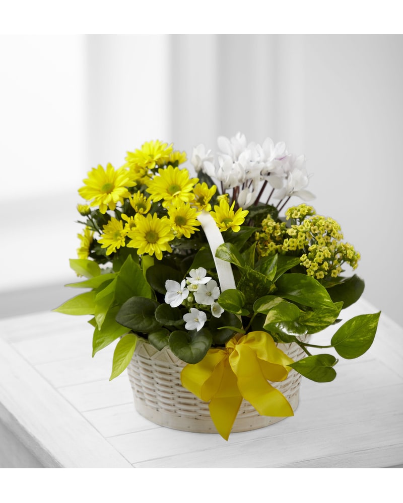 A Bit of Sunshine Basket in Schenectady NY - Frank Gallo & Son Florist