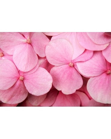 Honor Bouquet in Pinks Bouquet