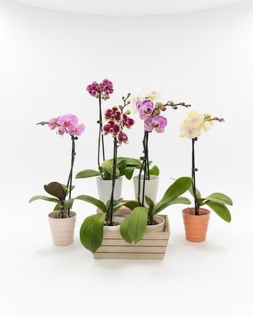 Product 028 in Mount Kisco NY - Four Seasons Flower Shop