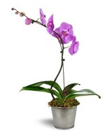 Premium size, 26 inches height and 14 inches wide.