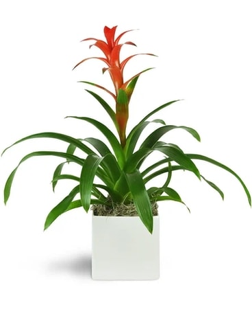 Zen Bromeliad Funeral Arrangement
