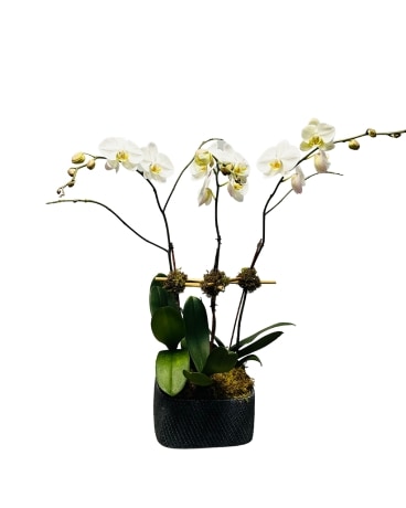 Triple Stem Orchid Flower Arrangement