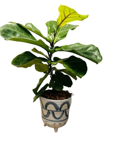 Fig Tree Flower Arrangement