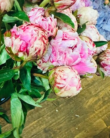 Peonis from South Carolina Flower Arrangement