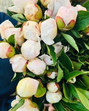 Peonis from South Carolina Flower Arrangement