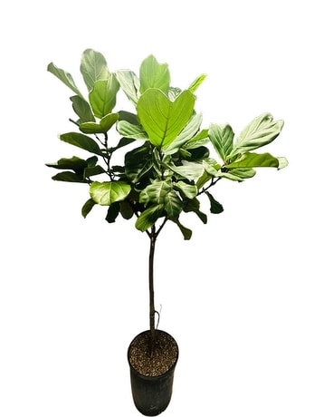 Fig Tree Custom product