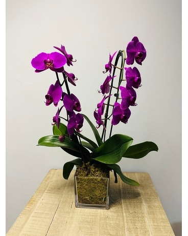 Deep purple orchid double steam Flower Arrangement