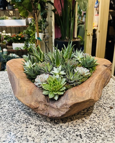 Succulent Garden Dish Garden Plant