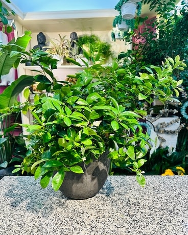 Sympathy Plants Delivery Scarsdale NY - Scarsdale Flower Boutique