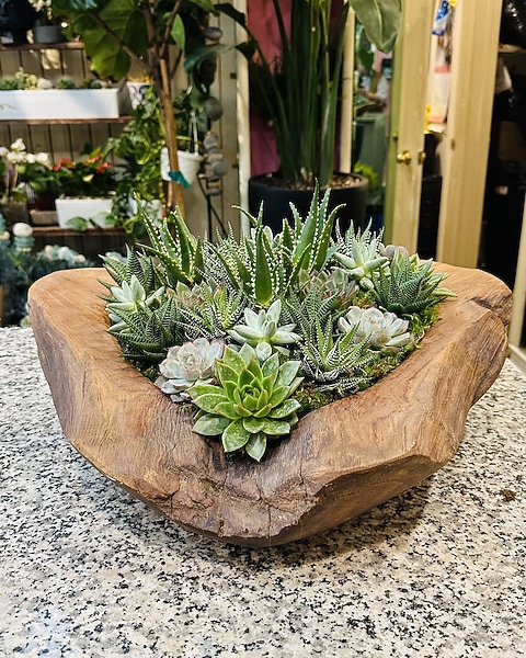 bear paw succulents Buy Cotyledon Tomentosa Bears Paw main image 1
