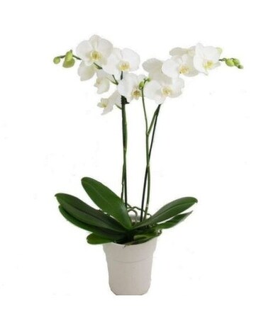 Double White Potted Orchid Plant Plant