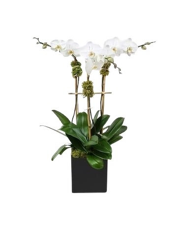 Triple White Potted Orchid Plant Plant