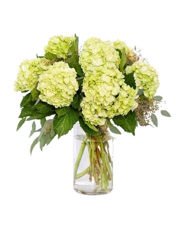 Cream/White Hydrangeas in a Vase Flower Arrangement