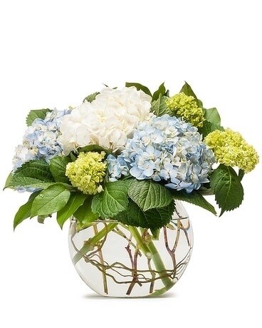 Mini Green/White/Blue Hydrangeas in a Vase Flower Arrangement