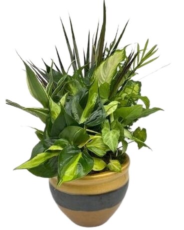 Battery Garden Plant
