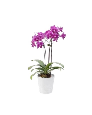 Purple Orchid Plant Plant
