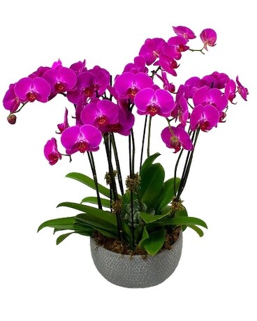 XL Purple Potted Orchid Plant Plant