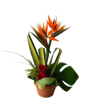Exotic106 Specialty Arrangement