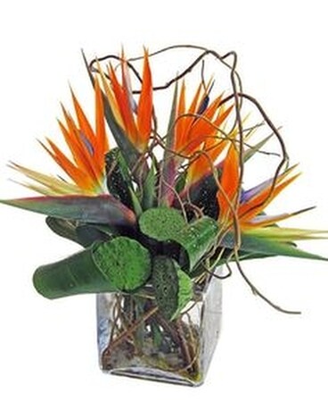 Exotic85 Specialty Arrangement
