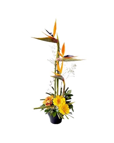 Exotic87 Specialty Arrangement